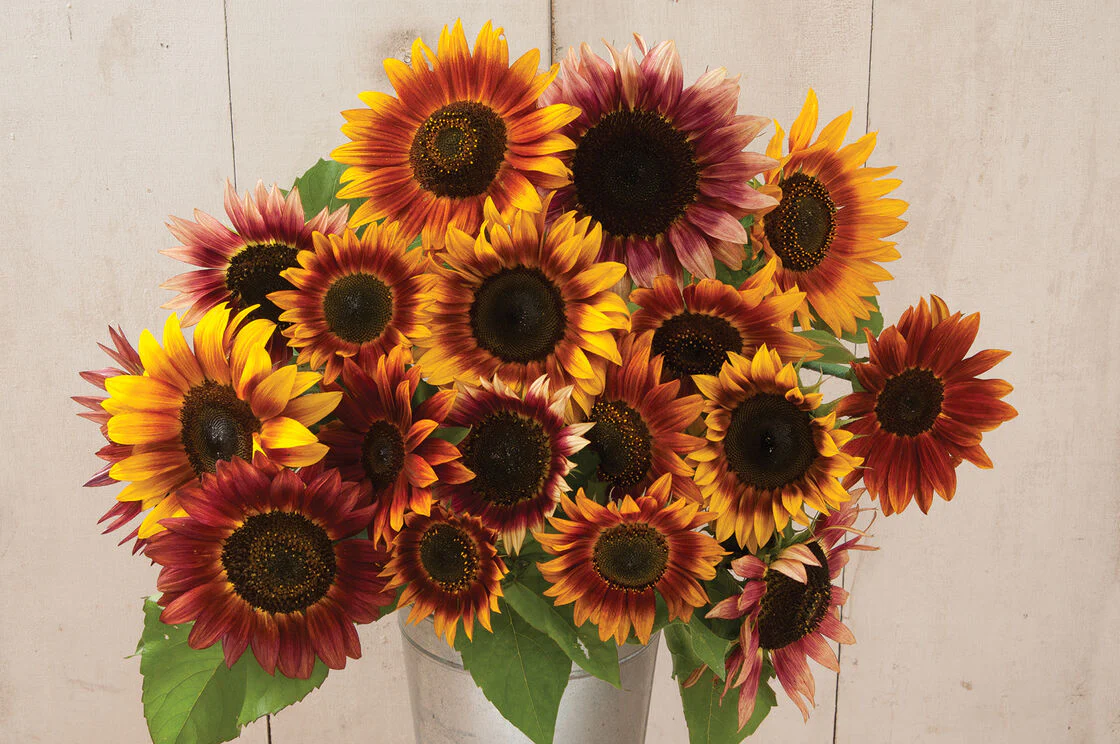 Autumn Beauty Sunflower - Image 4