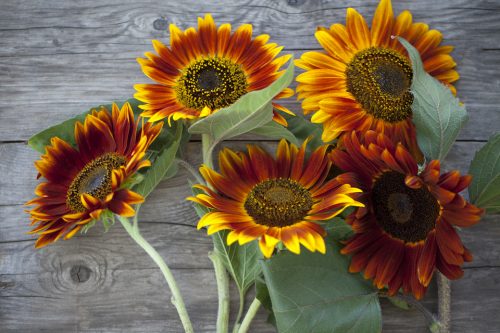 Autumn Beauty Sunflower - Image 5
