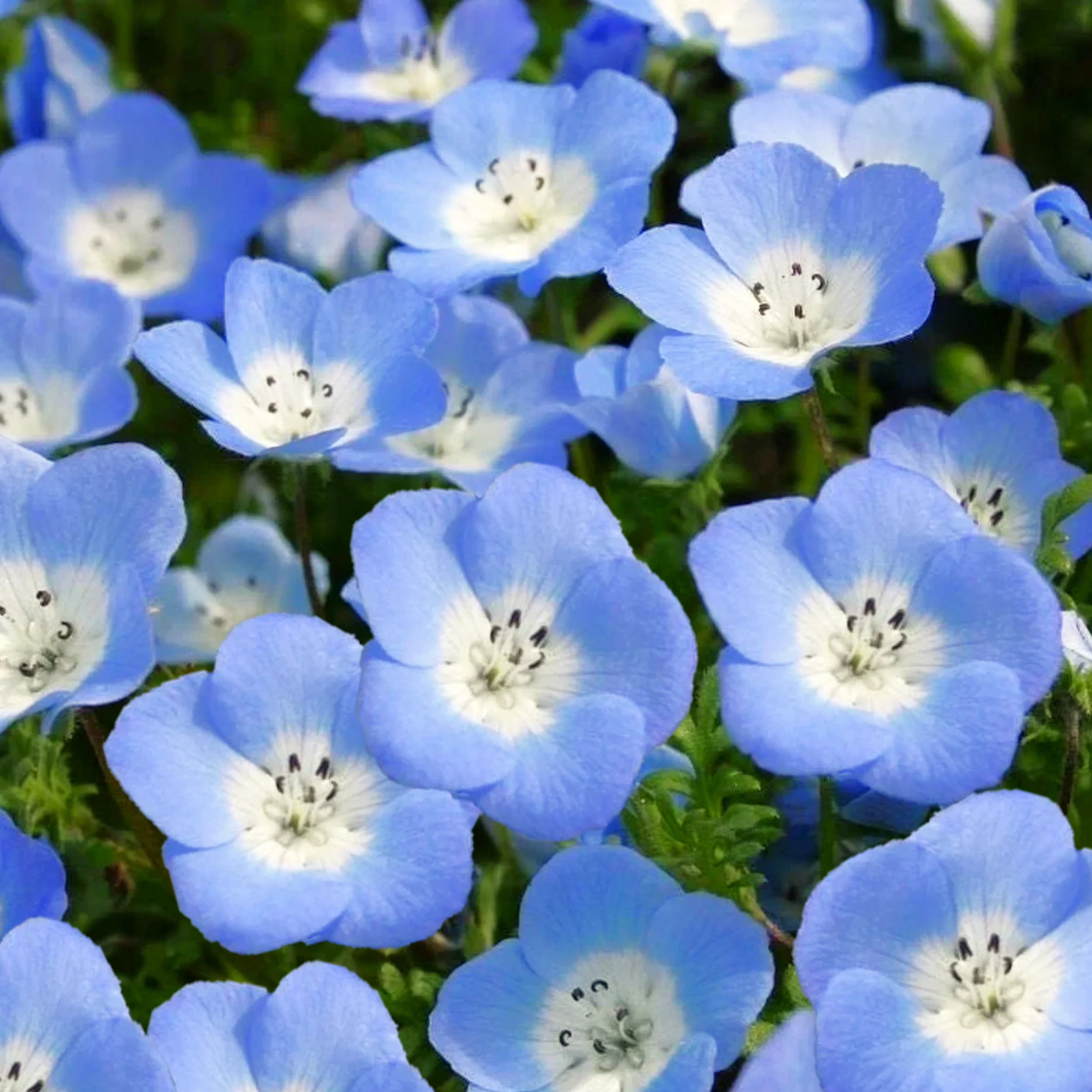 Baby Blue Eyes