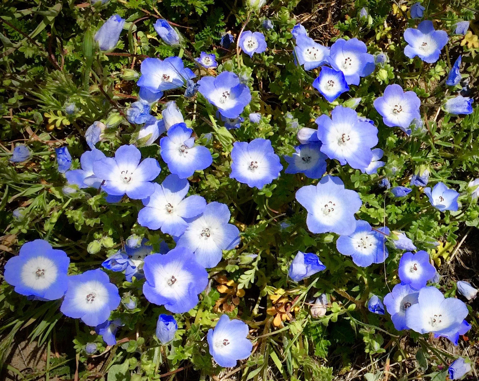 Baby Blue Eyes - Image 2