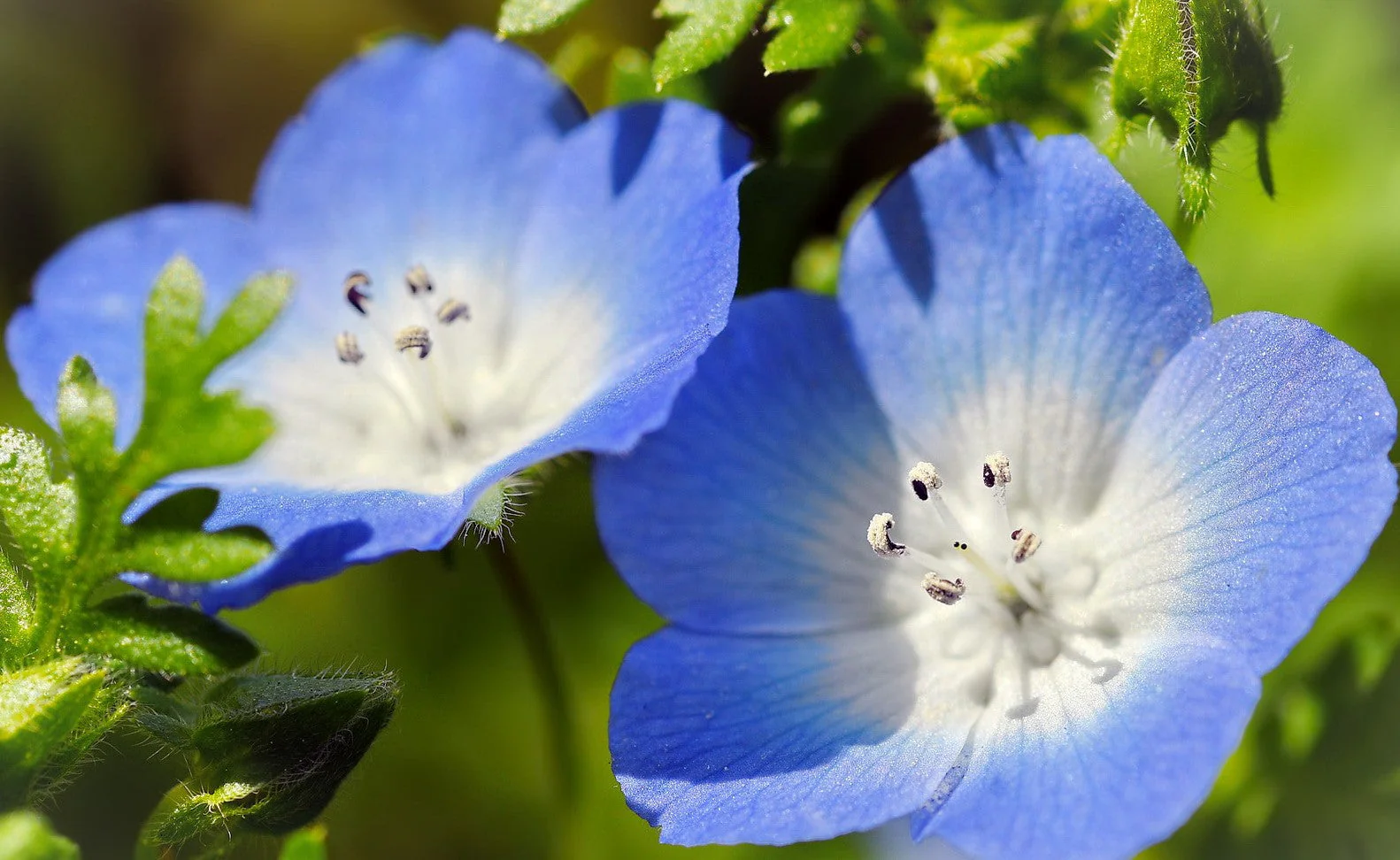 Baby Blue Eyes - Image 3