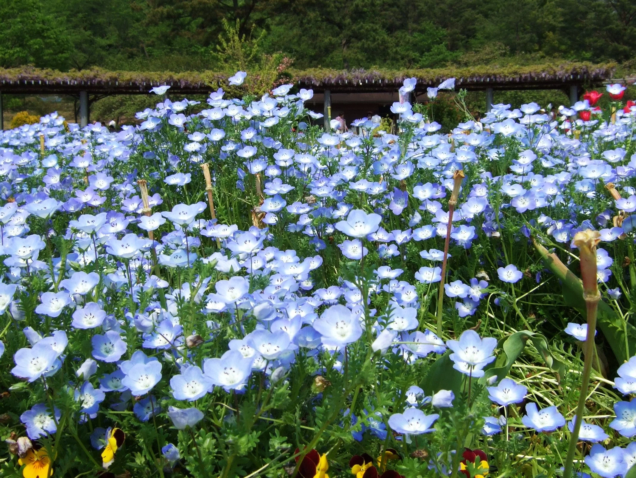 Baby Blue Eyes - Image 4
