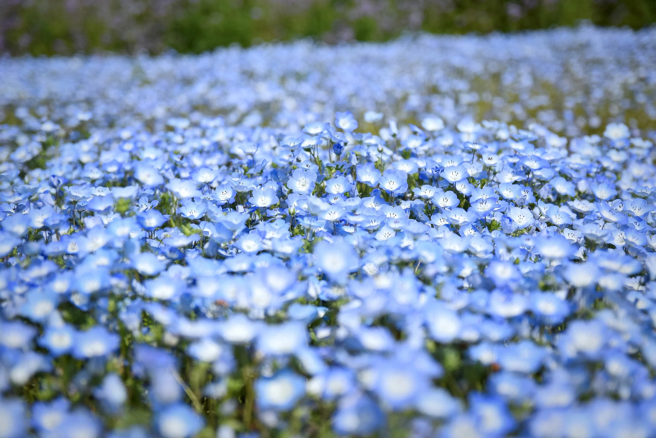 Baby Blue Eyes - Image 7