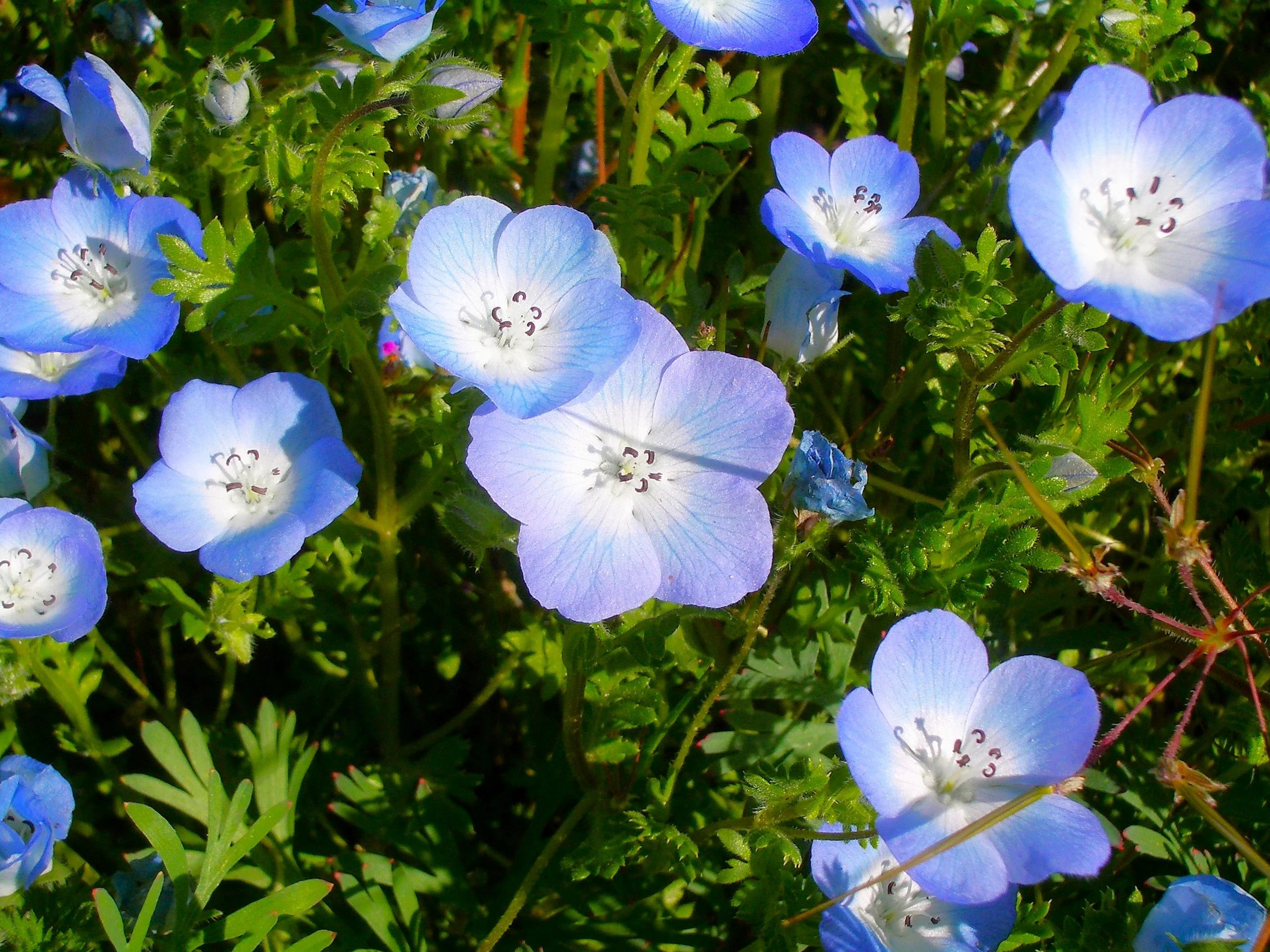 Baby Blue Eyes - Image 8