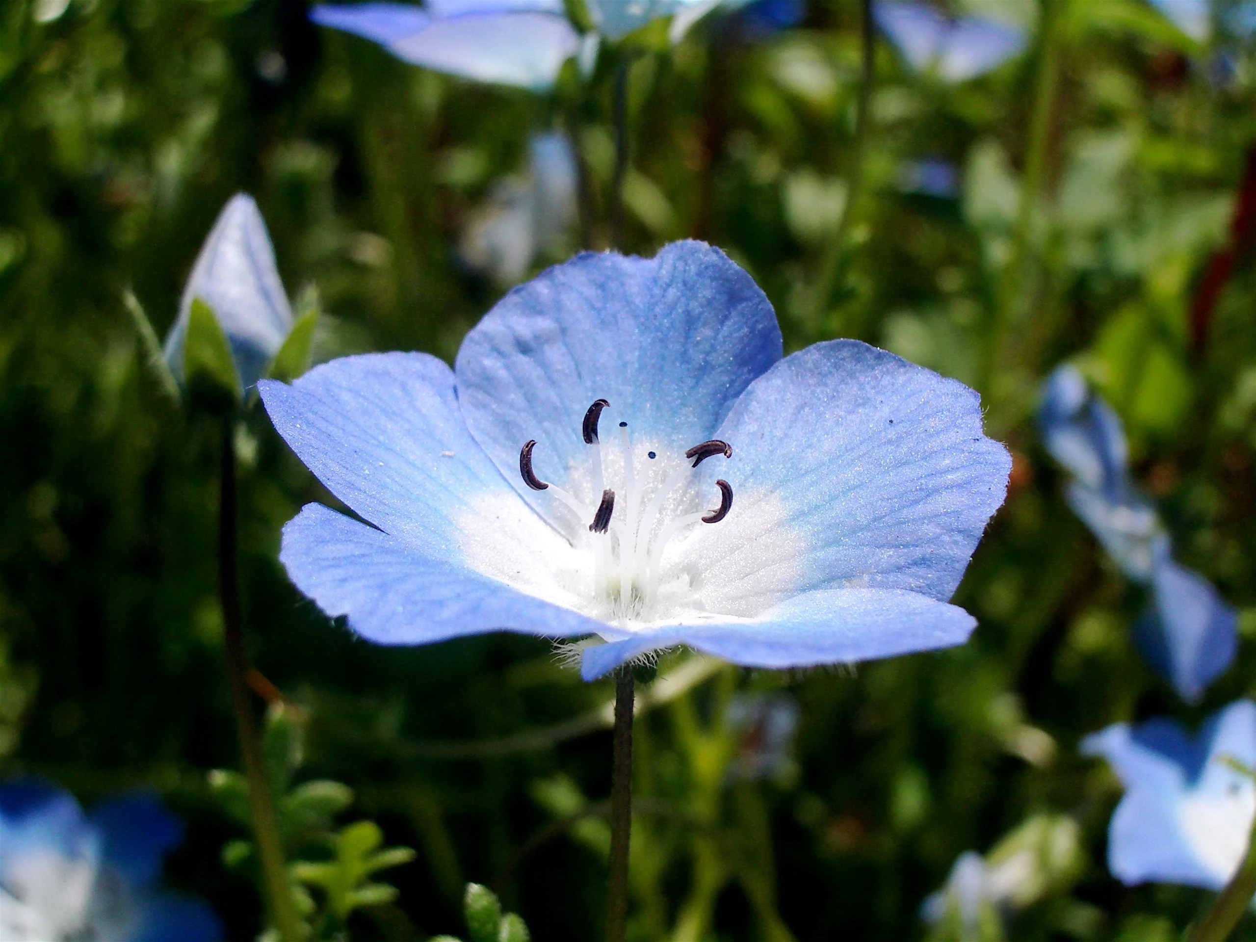 Baby Blue Eyes - Image 9