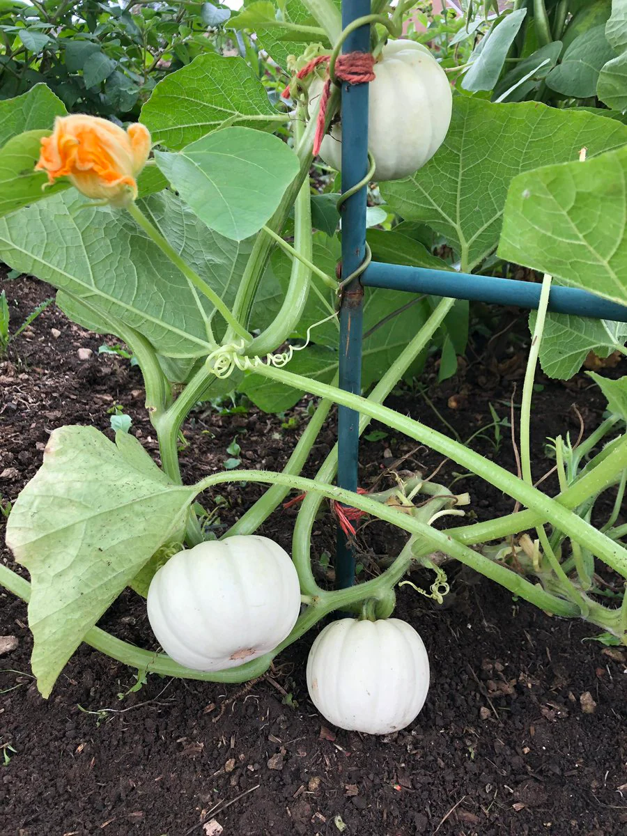 Baby Boo Pumpkin - Image 3