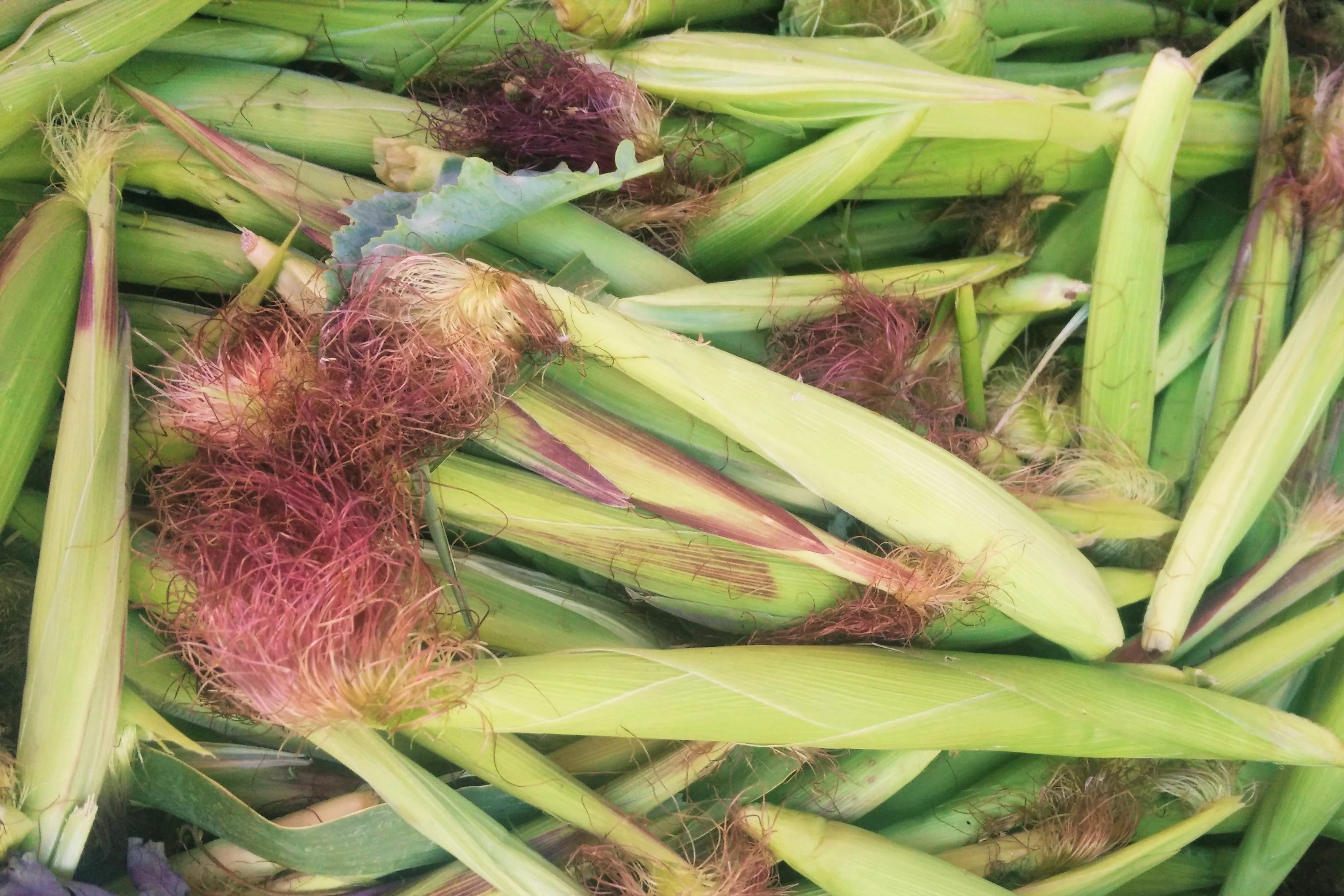 Baby Corn - Image 4