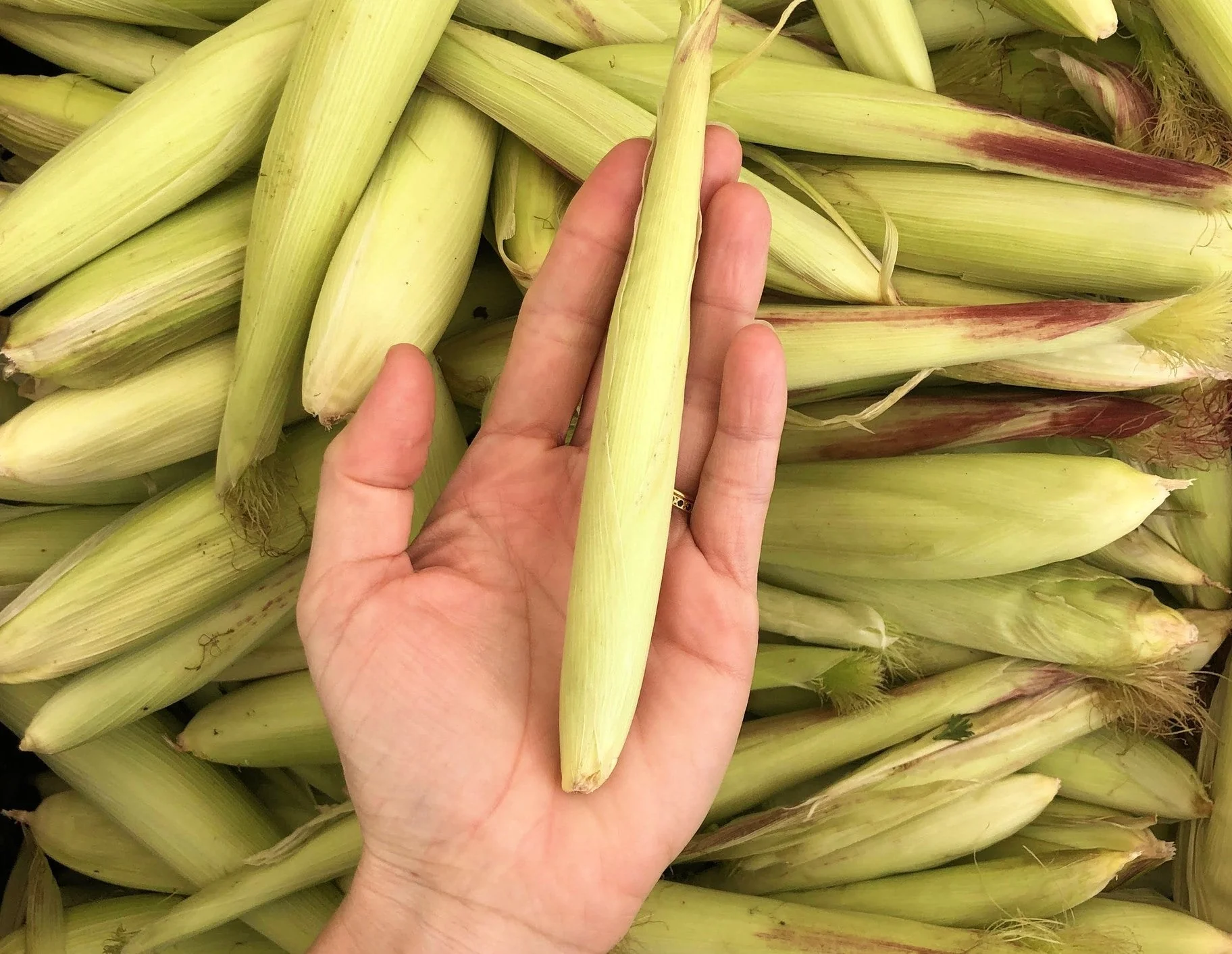 Baby Corn - Image 5