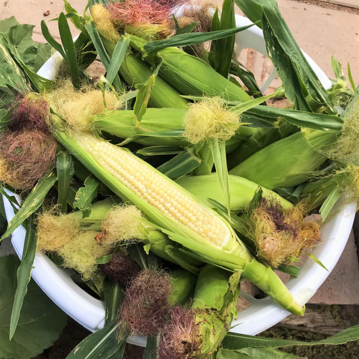 Baby Corn - Image 6