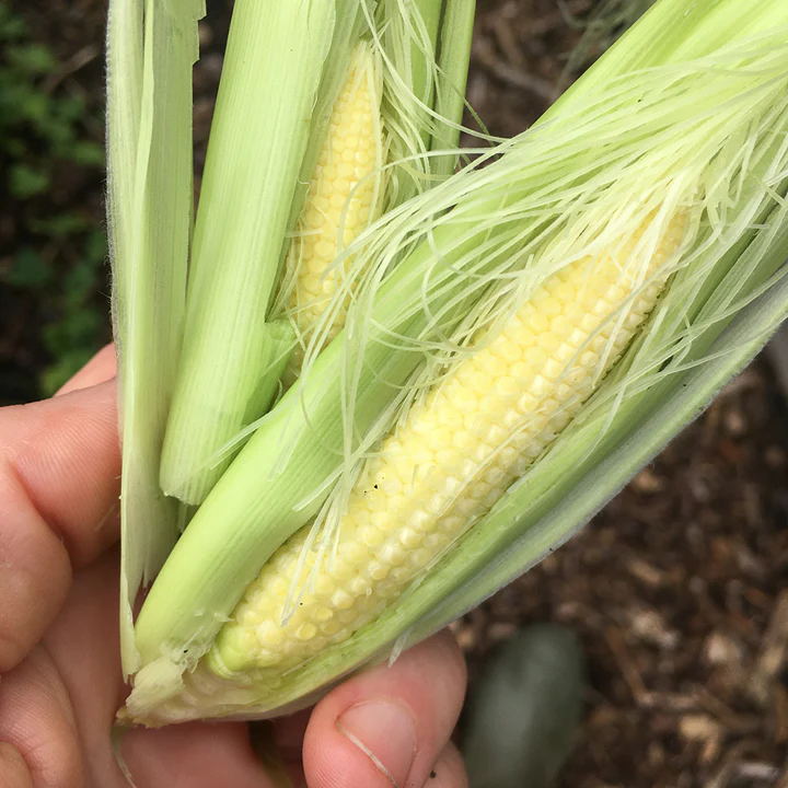 Baby Corn - Image 8