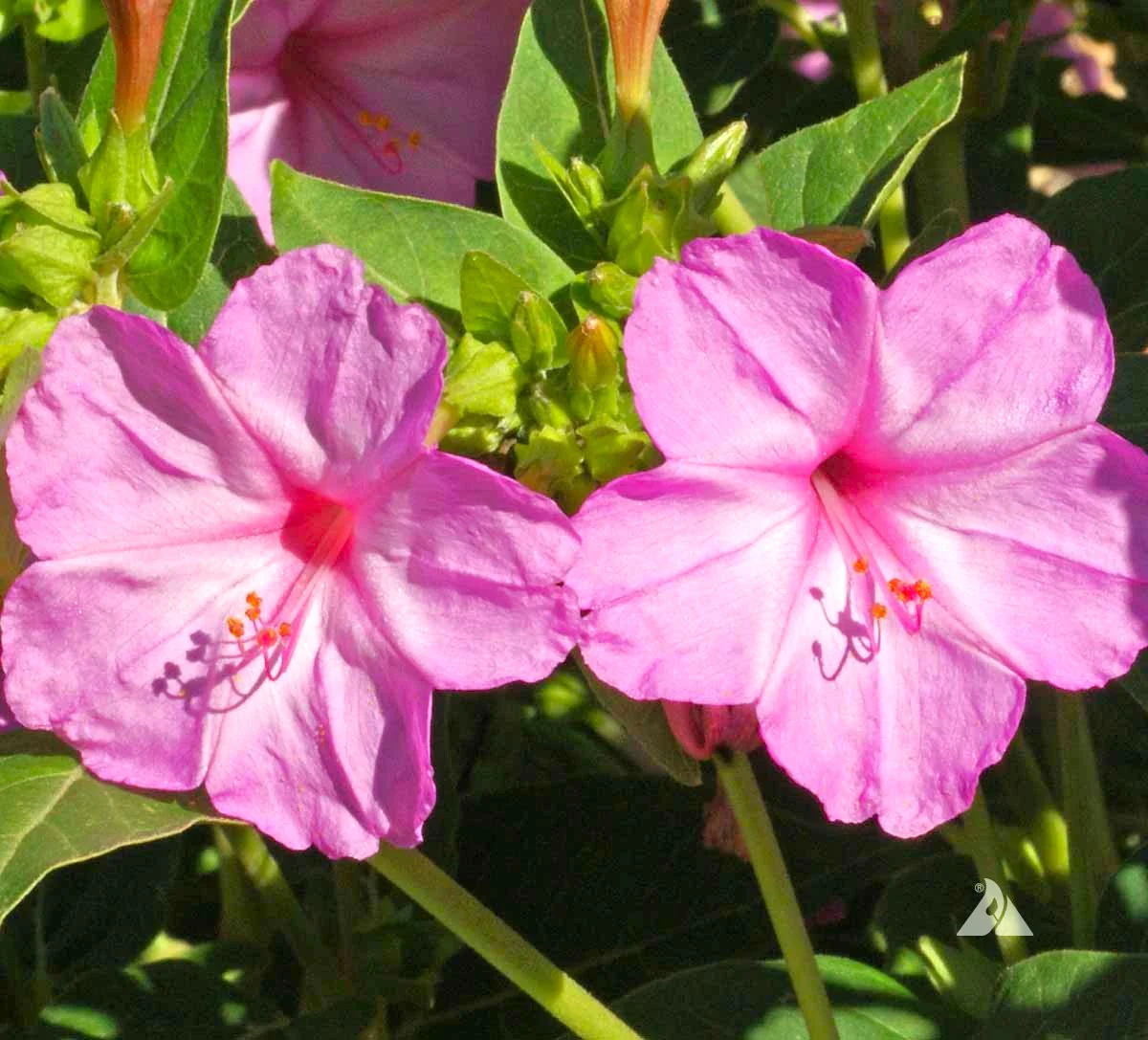 Baby Pink Four O' Clock - Image 2