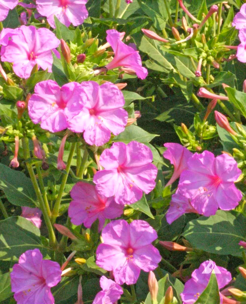 Baby Pink Four O' Clock - Image 3