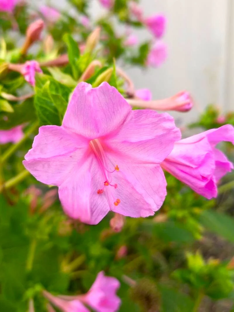 Baby Pink Four O' Clock - Image 4