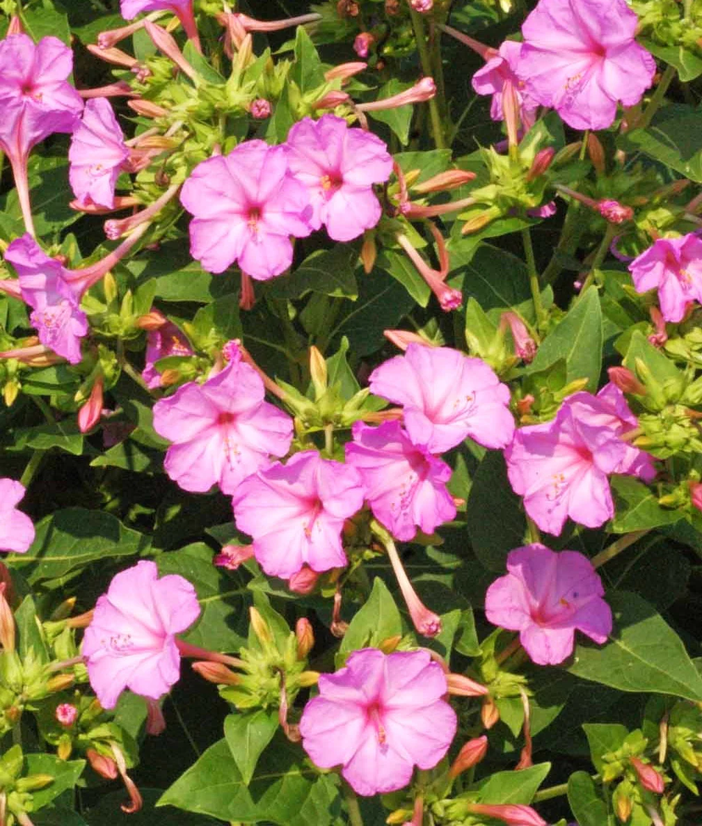 Baby Pink Four O' Clock - Image 5
