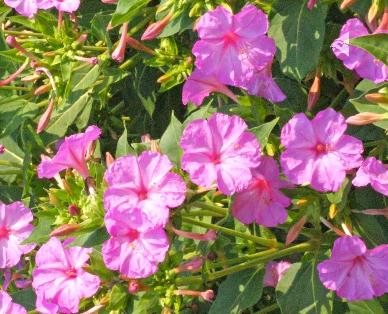 Baby Pink Four O' Clock - Image 6