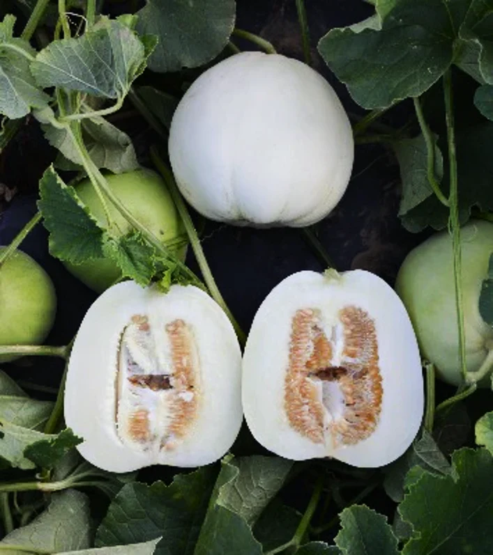Bai Mibao Asian Melon - Image 2