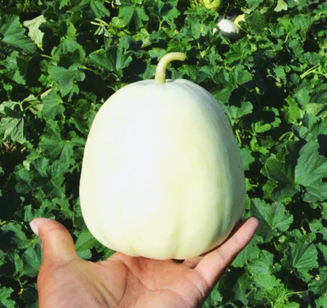 Bai Mibao Asian Melon - Image 3