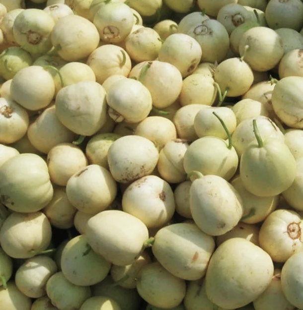 Bai Mibao Asian Melon - Image 7