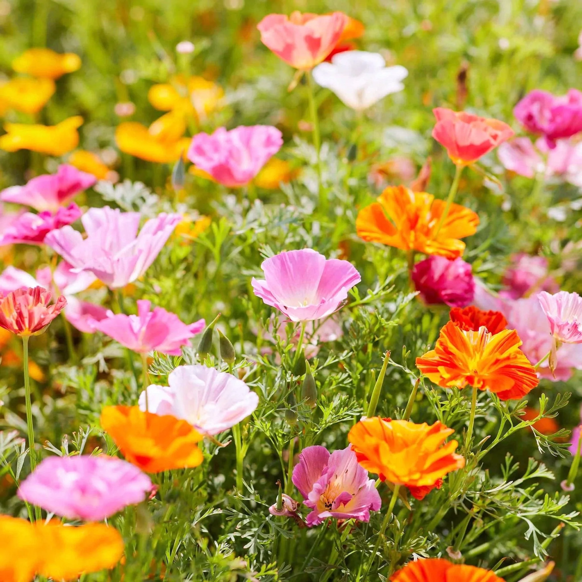 Ballerina Mix California Poppy - Image 3
