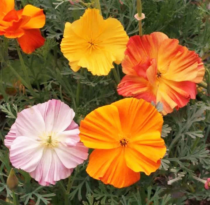 Ballerina Mix California Poppy - Image 4