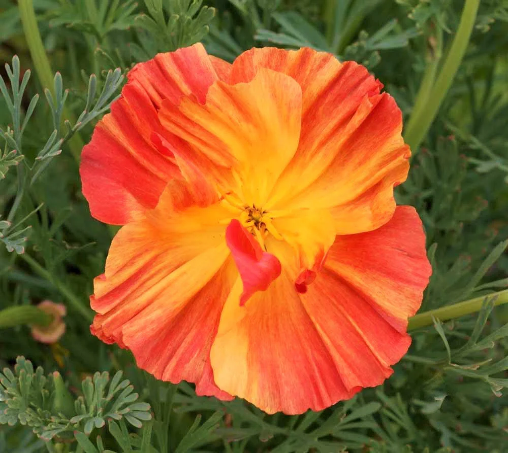 Ballerina Mix California Poppy - Image 5