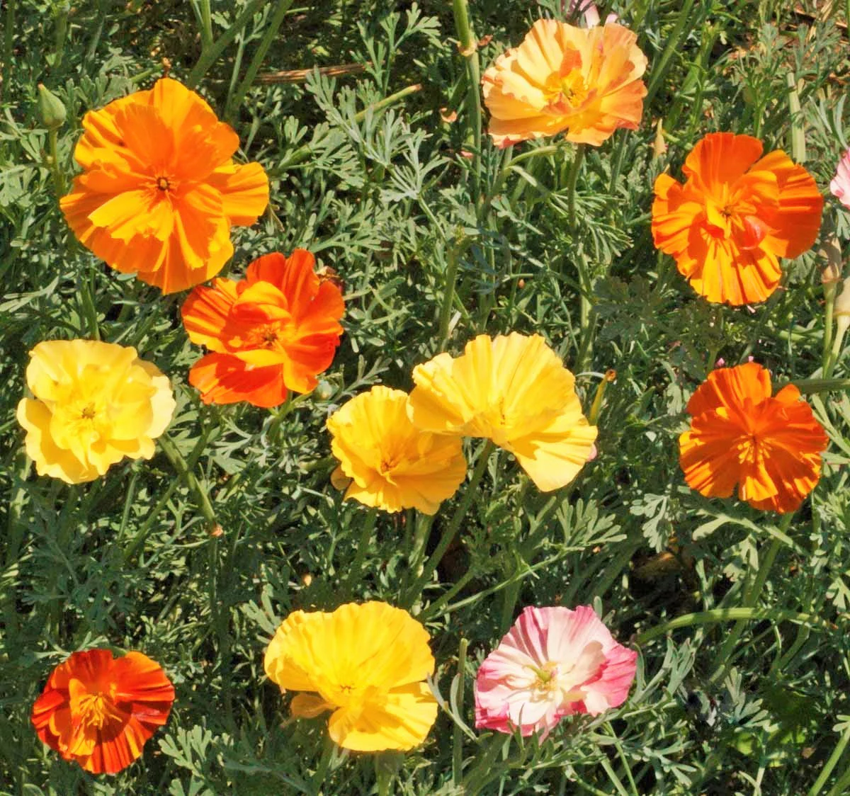 Ballerina Mix California Poppy - Image 6