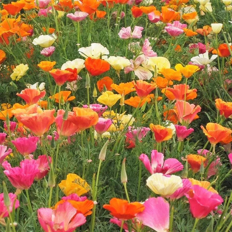 Ballerina Mix California Poppy - Image 8