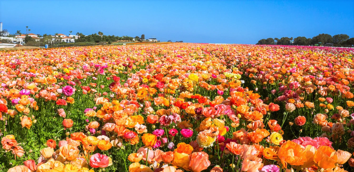 Ballerina Mix California Poppy - Image 9