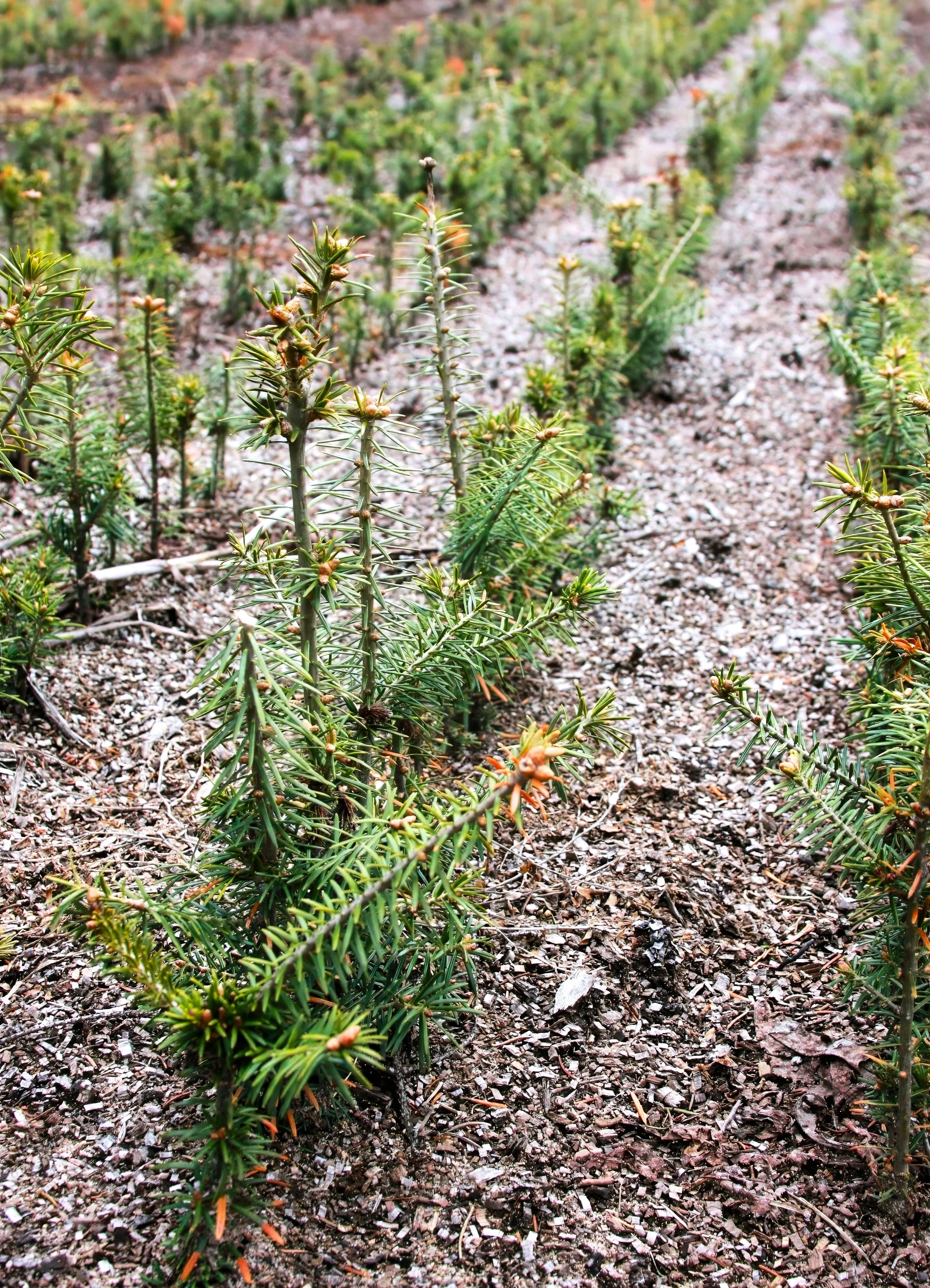 Balsam Fir Tree - Image 10