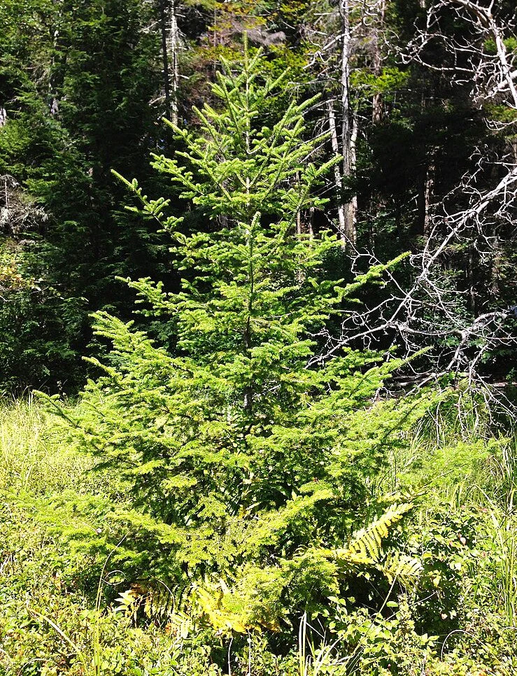 Balsam Fir Tree - Image 2