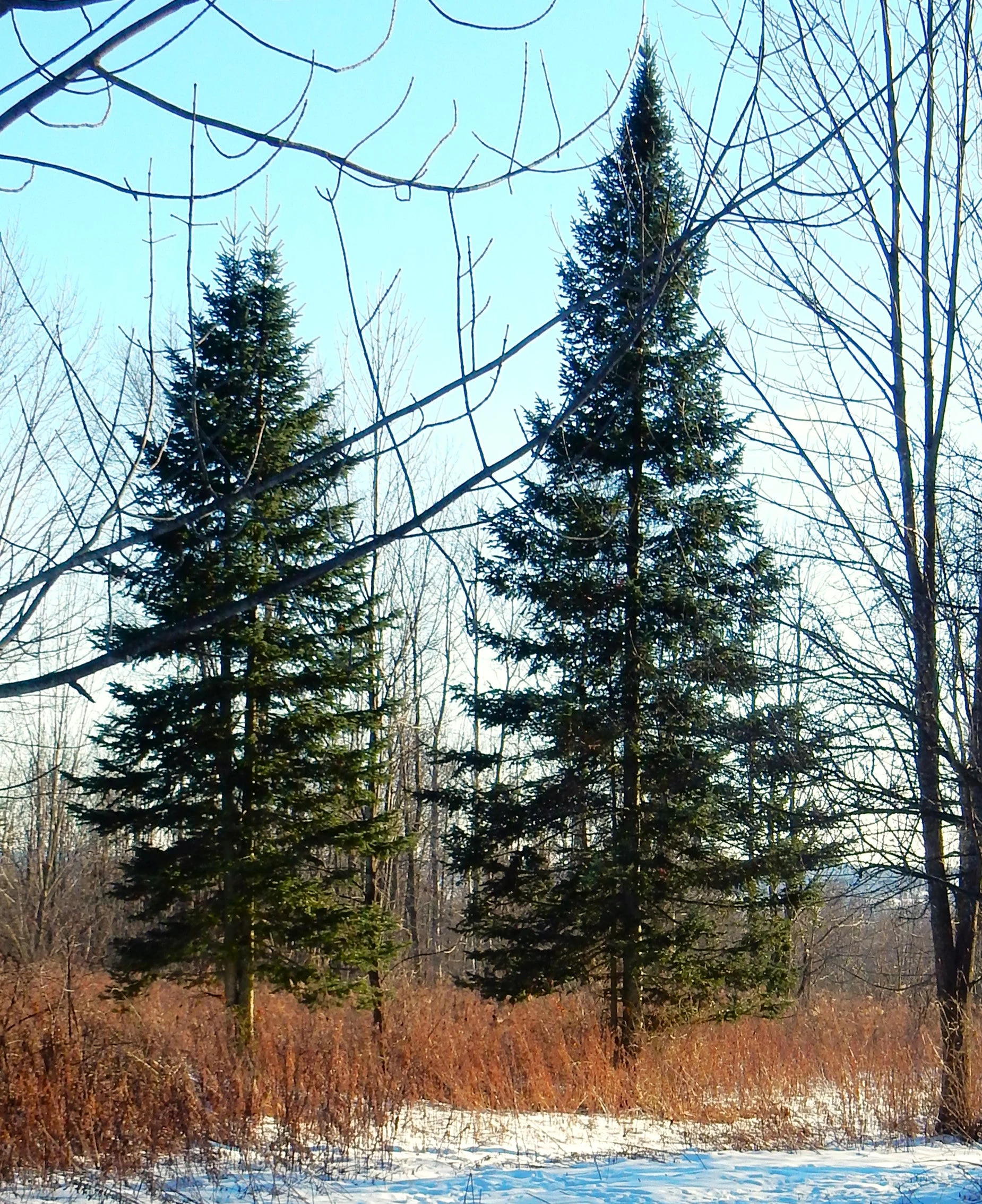 Balsam Fir Tree - Image 3