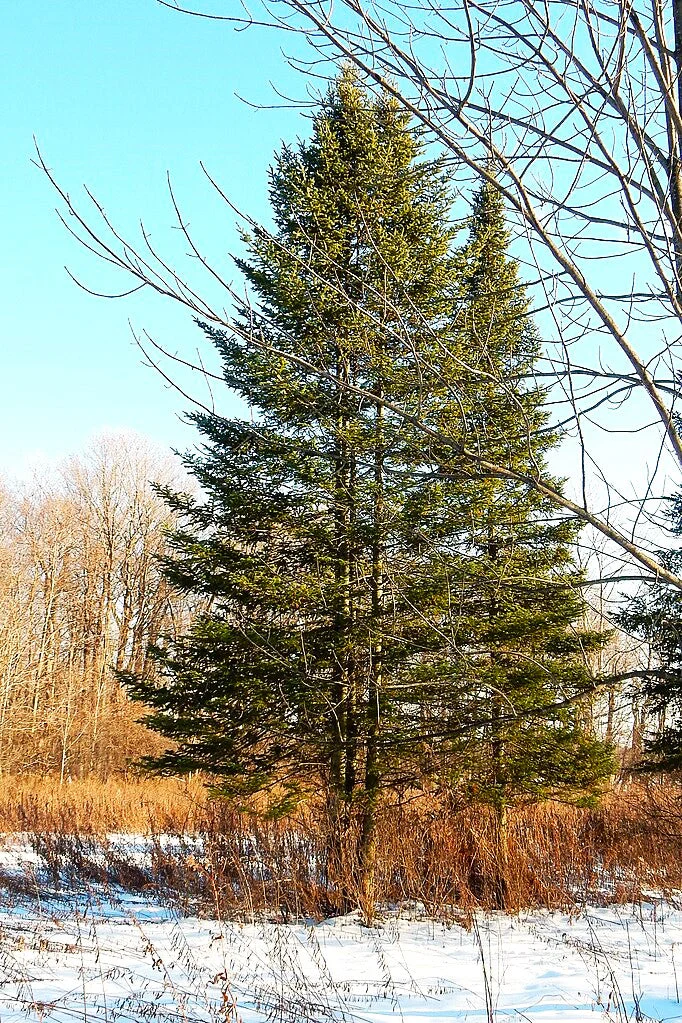 Balsam Fir Tree - Image 4