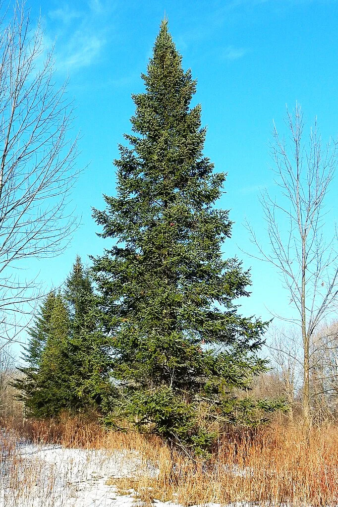 Balsam Fir Tree - Image 5
