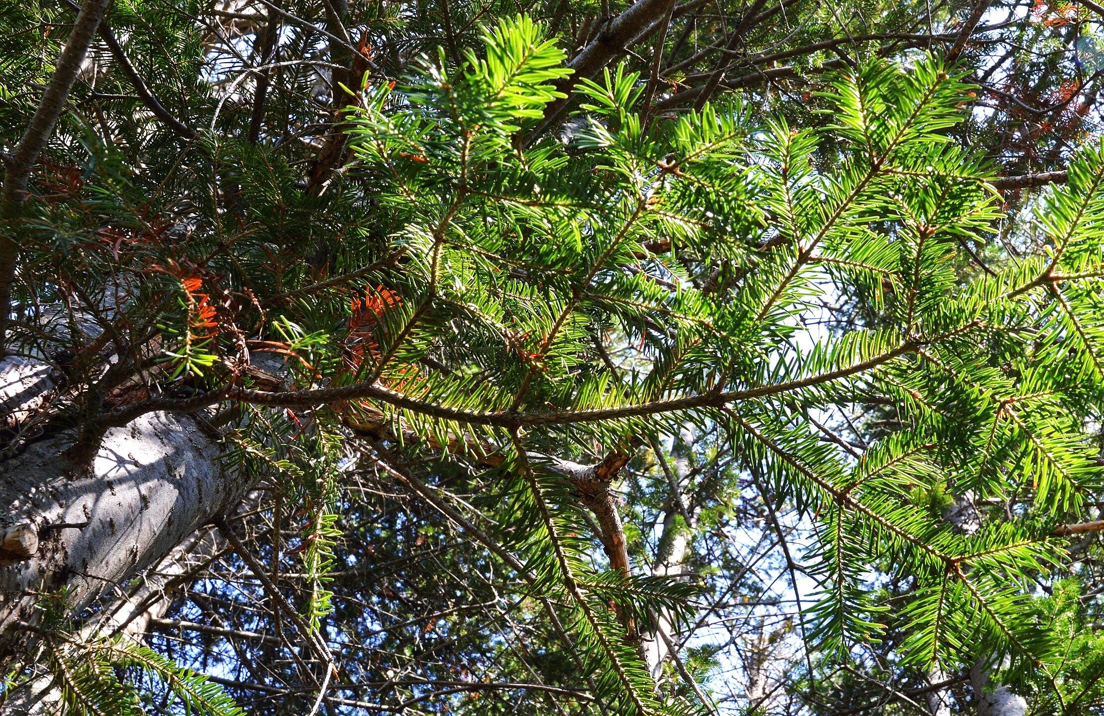Balsam Fir Tree - Image 6