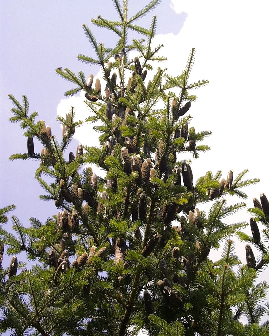 Balsam Fir Tree - Image 7