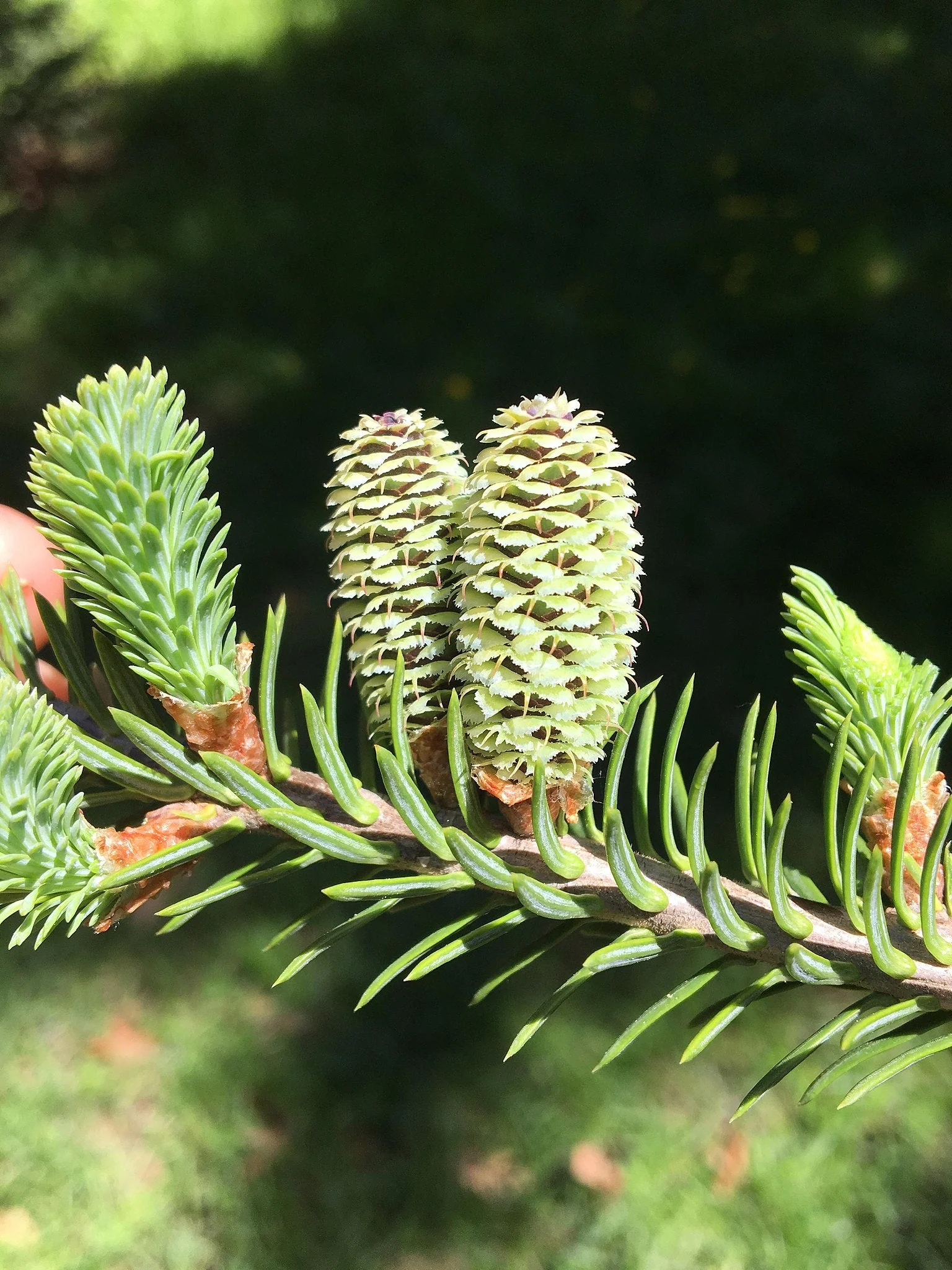 Balsam Fir Tree - Image 8