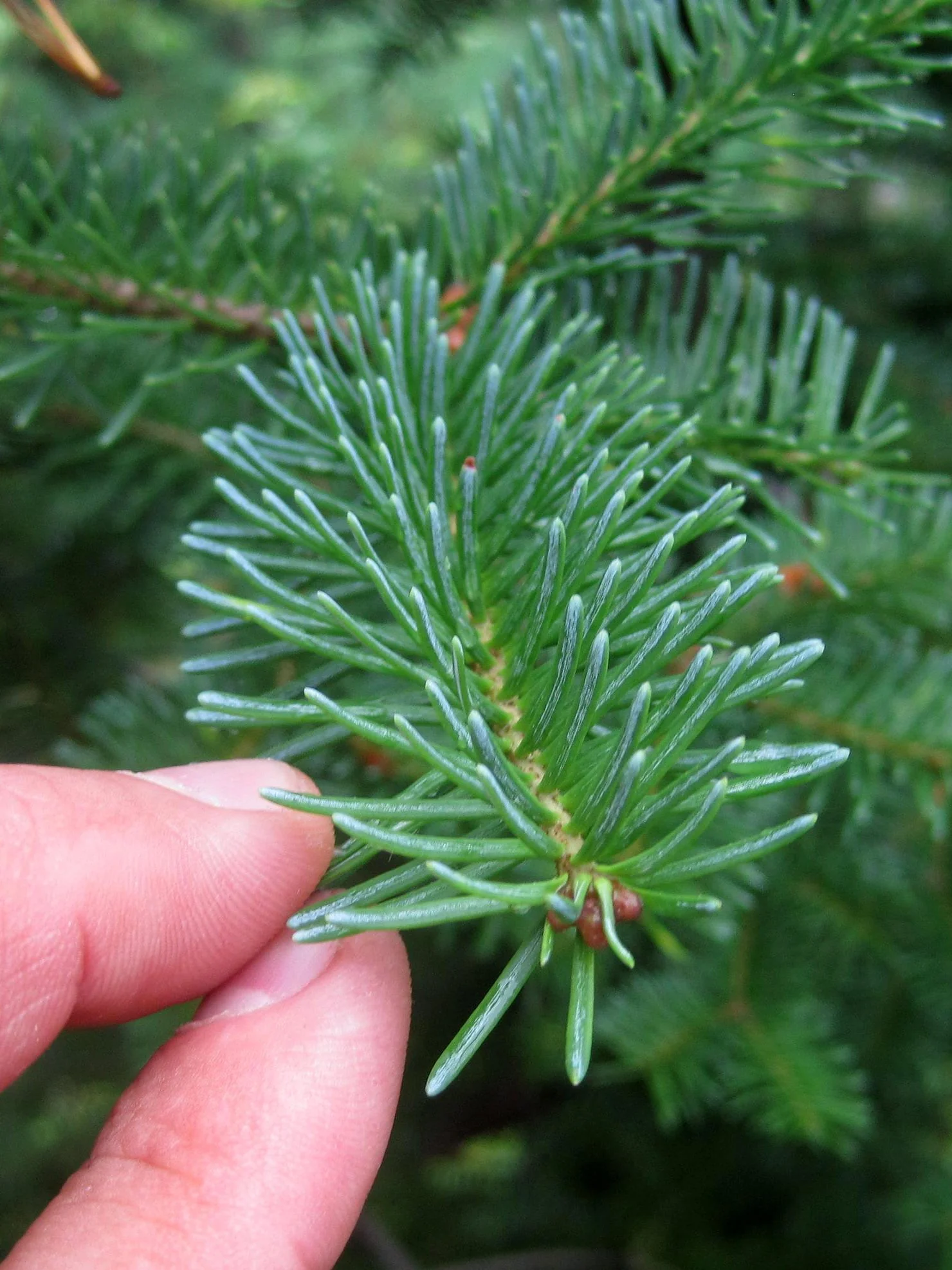 Balsam Fir Tree - Image 9