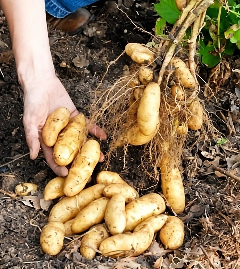 PRE-ORDER NOW! SHIPS APRIL 2026 - Banana Yellow Fingerling Seed Potatoes - Image 2