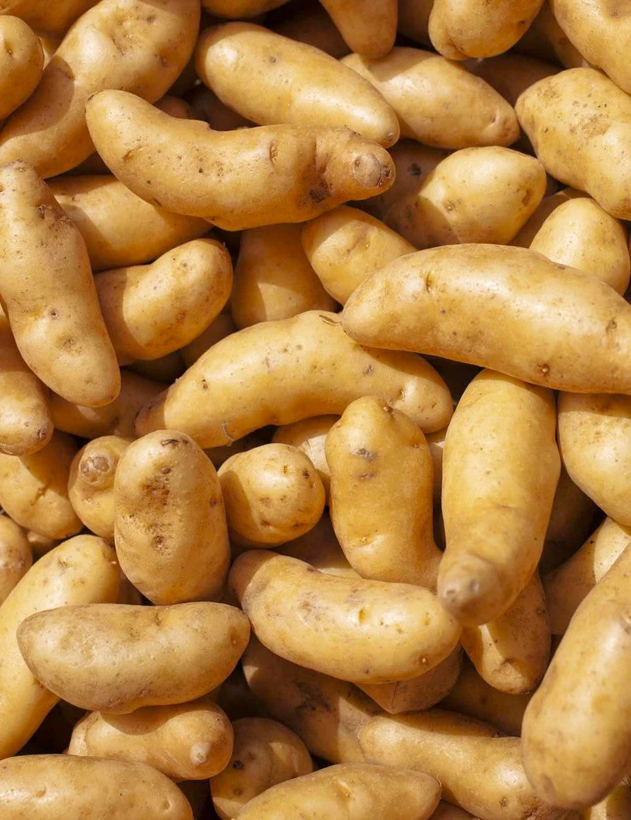 PRE-ORDER NOW! SHIPS APRIL 2026 - Banana Yellow Fingerling Seed Potatoes - Image 3