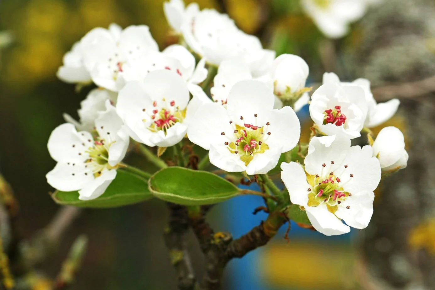 Bartlett Pear Tree - Image 5