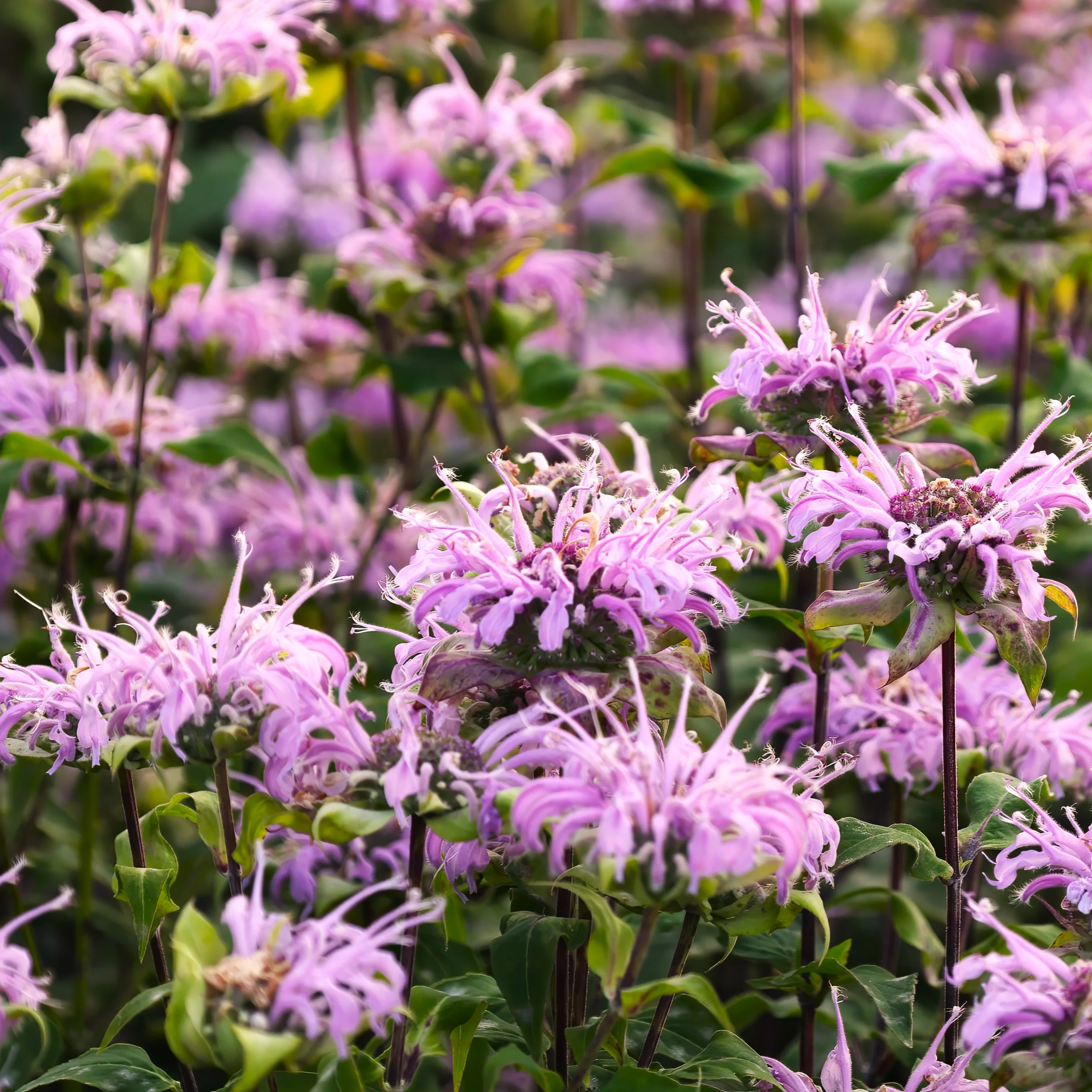 Bee Balm (Wild Bergamot)