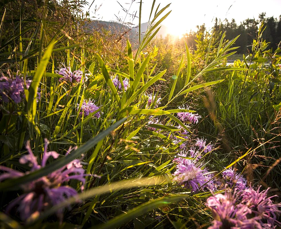 Bee Balm (Wild Bergamot) - Image 10