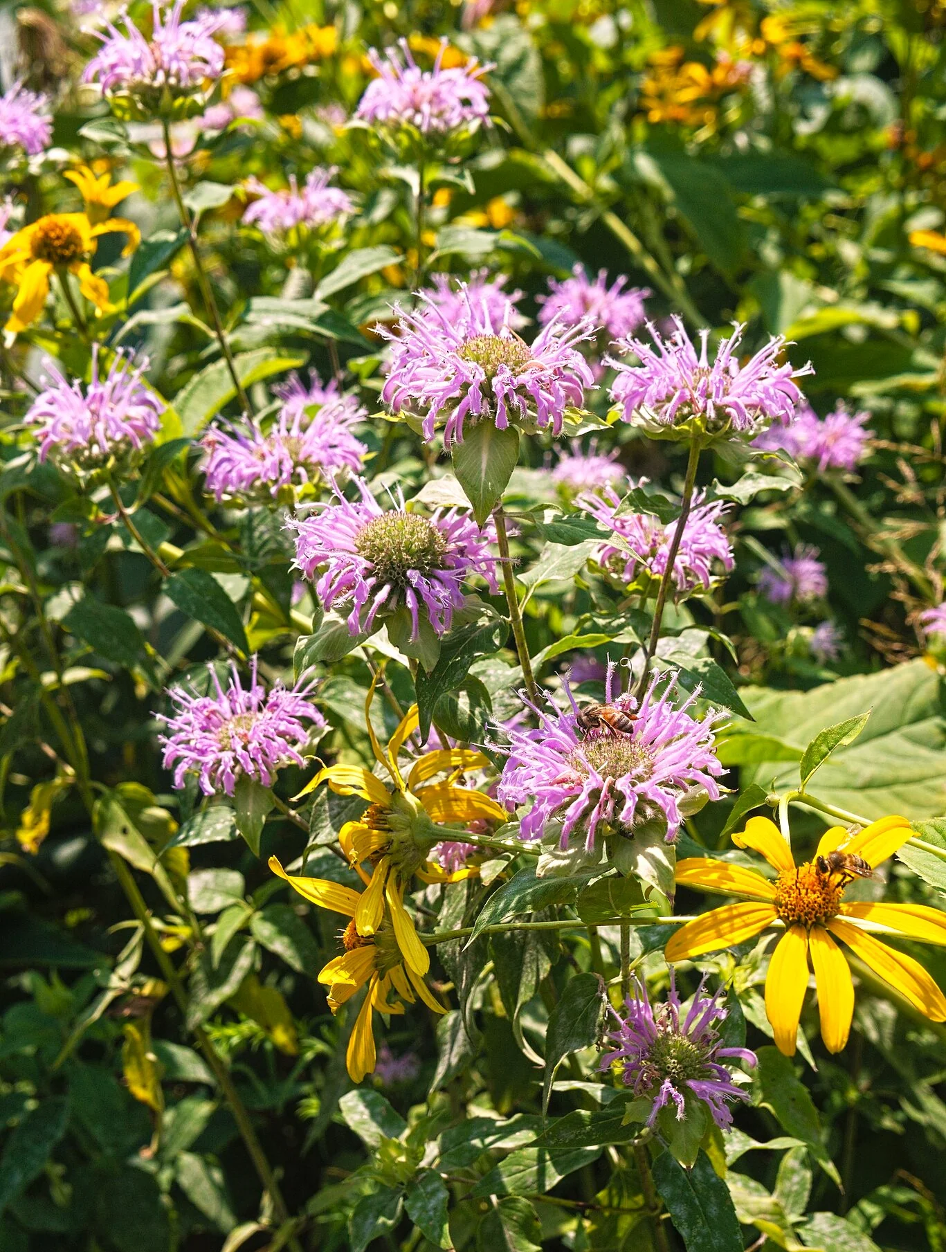 Bee Balm (Wild Bergamot) - Image 3