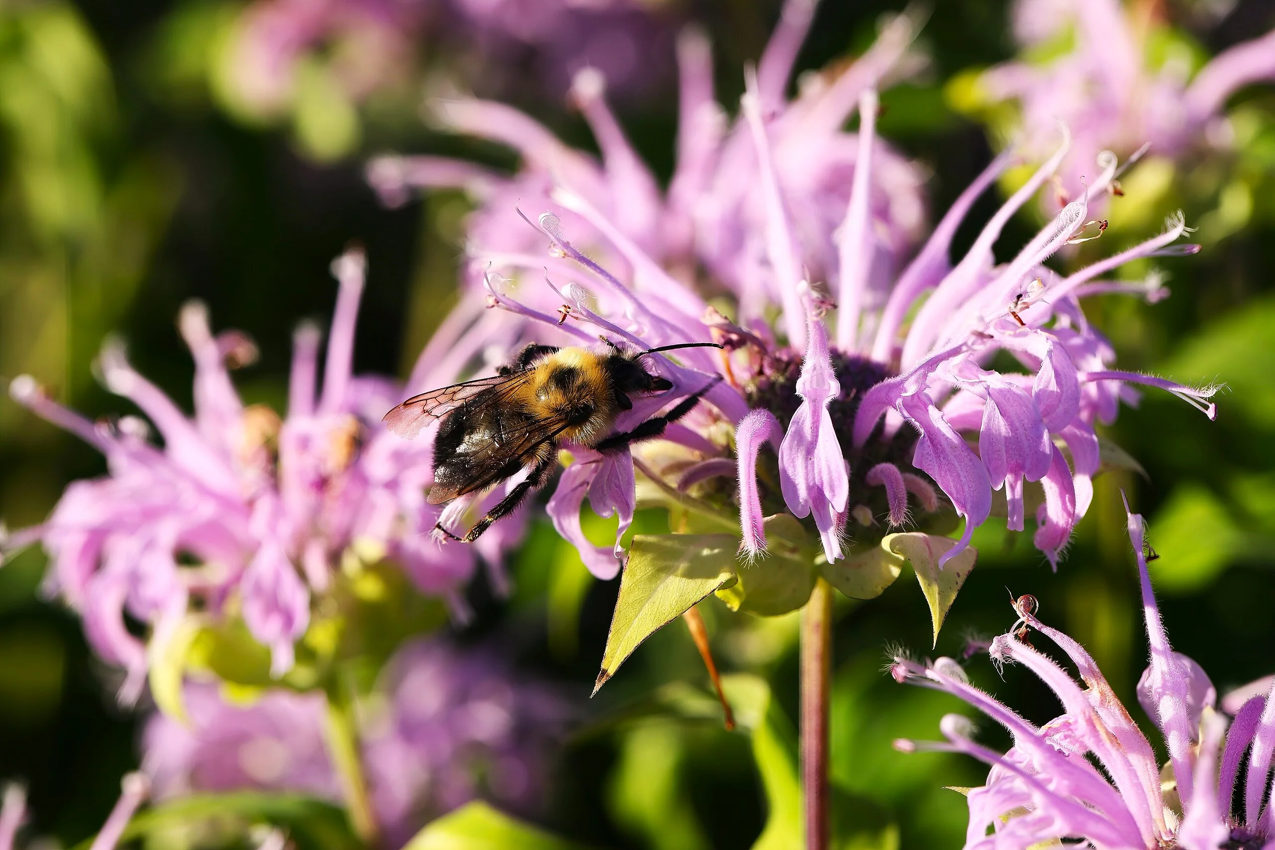 Bee Balm (Wild Bergamot) - Image 4