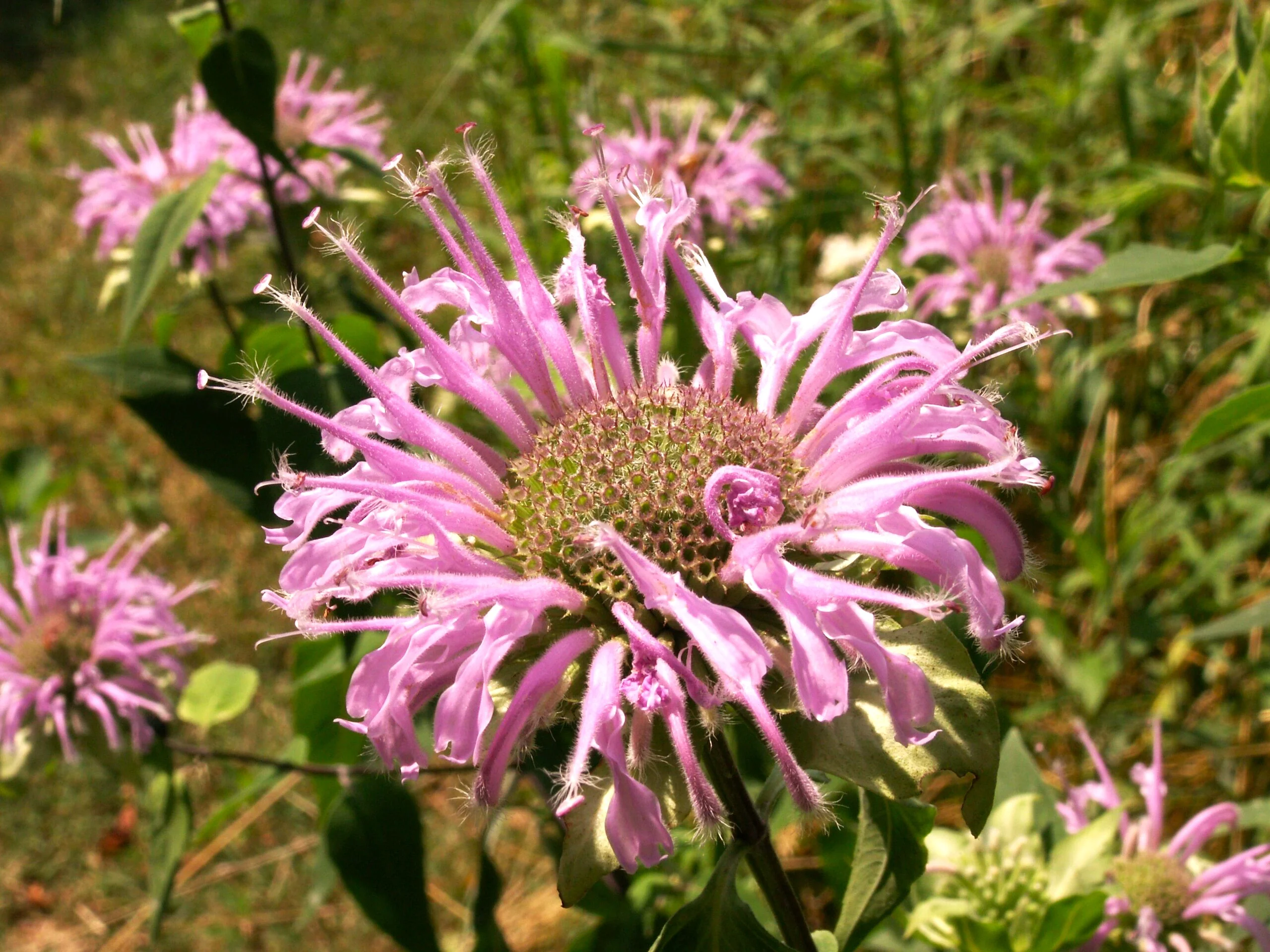 Bee Balm (Wild Bergamot) - Image 5