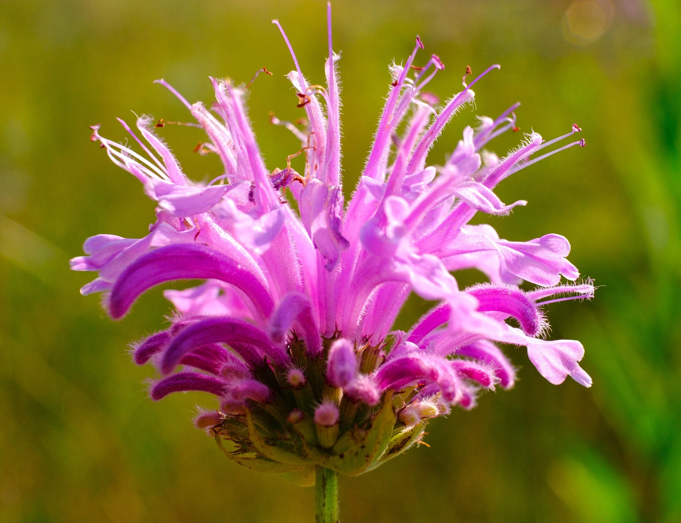 Bee Balm (Wild Bergamot) - Image 6