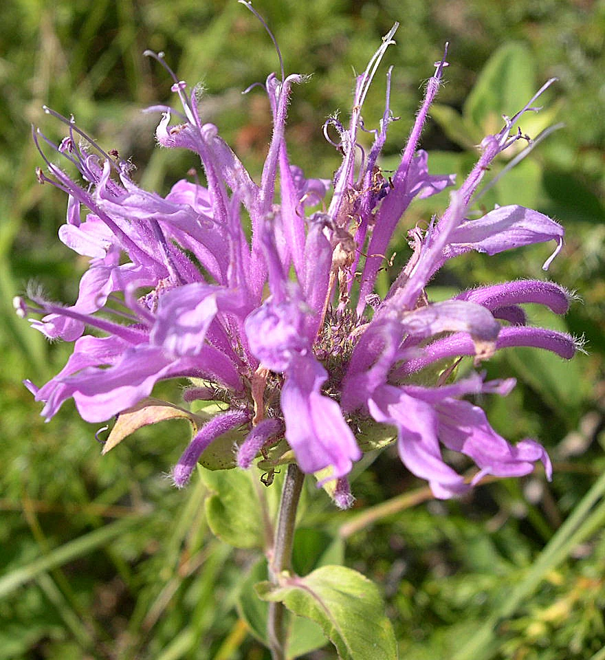 Bee Balm (Wild Bergamot) - Image 7
