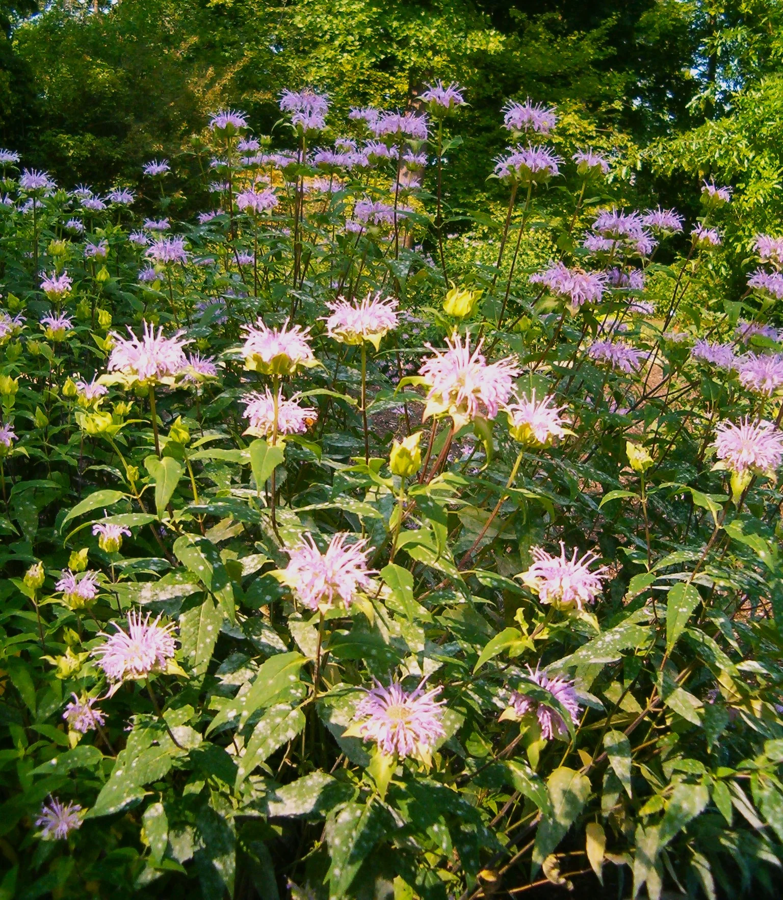 Bee Balm (Wild Bergamot) - Image 9