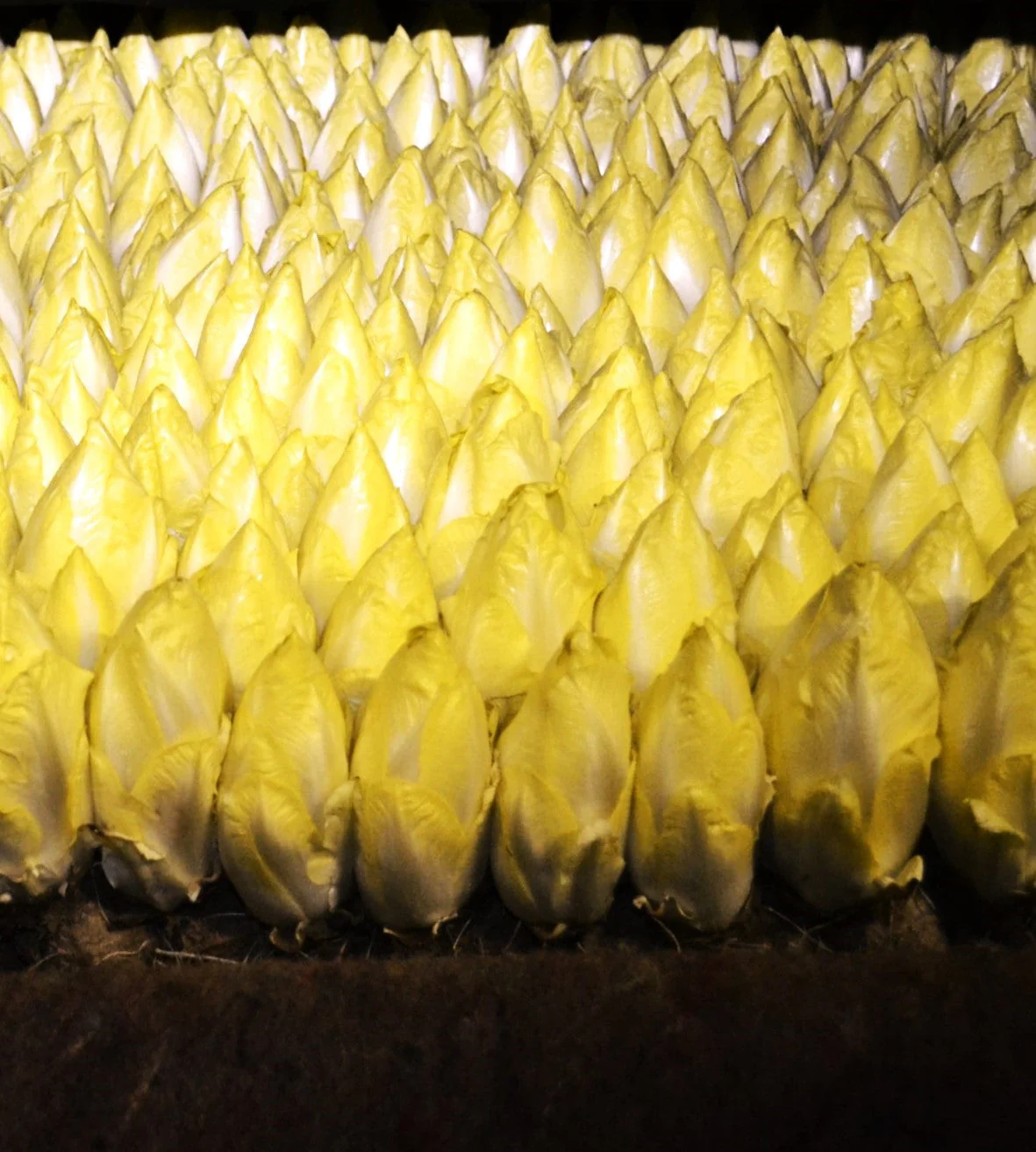 Belgian Endive (Witloof Chicory) - Image 3