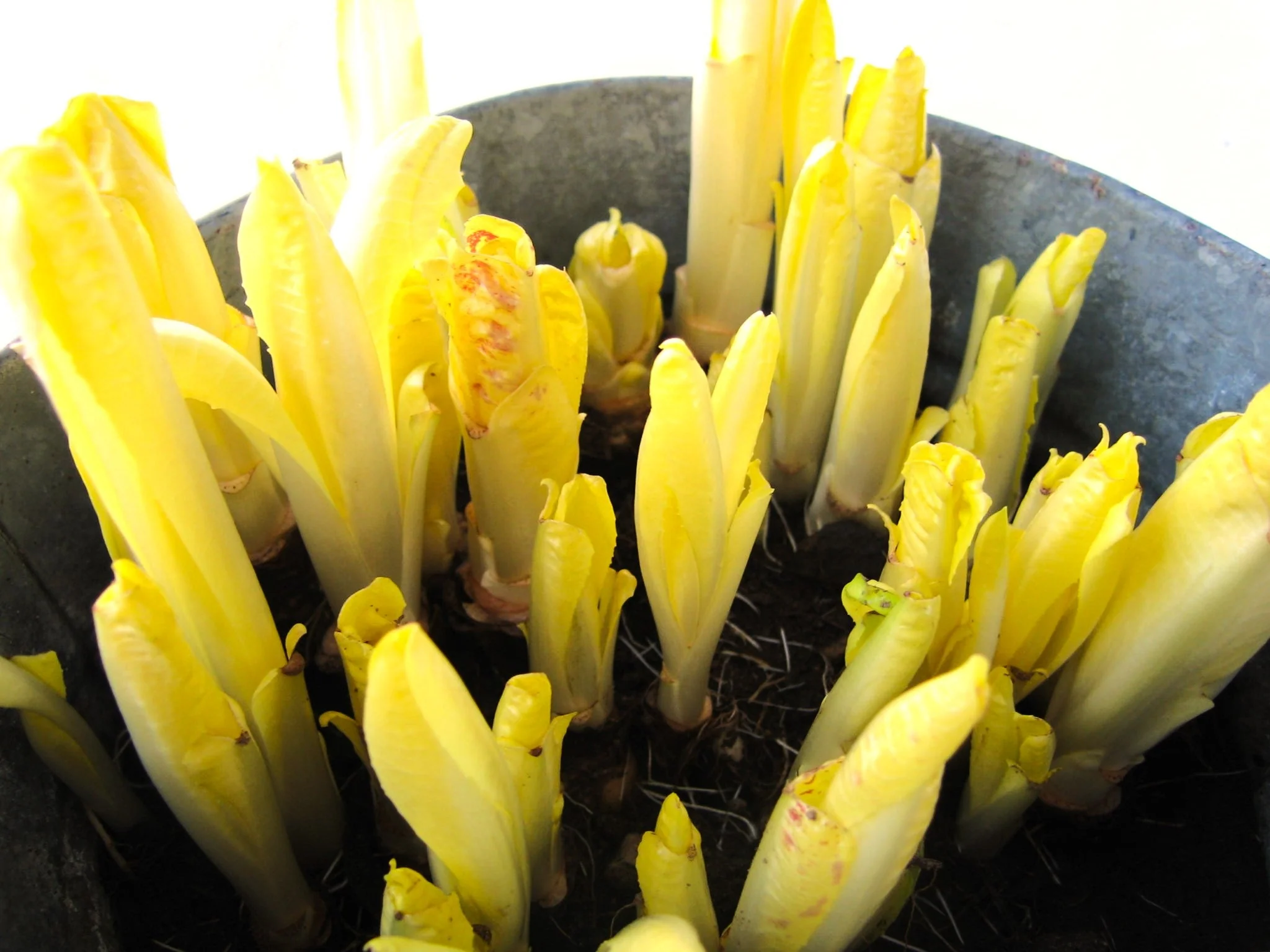 Belgian Endive (Witloof Chicory) - Image 4